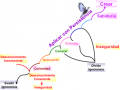 holistica5
